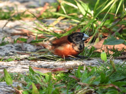 Chestnut Munia